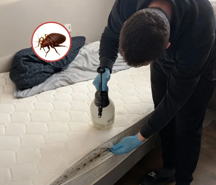 Technicien traitant un matelas contre les punaises de lit à Raizeux